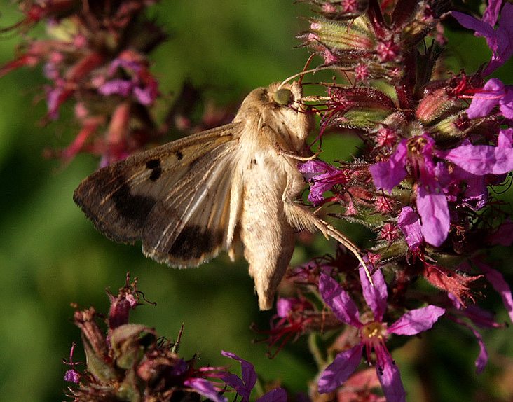 Papilio machaon in volo